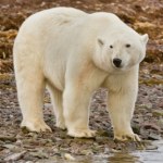 Zmiany klimatu wpływają na niedźwiedzie. Wnioski są niepokojące