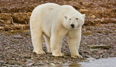 Zmiany klimatu wpływają na niedźwiedzie. Wnioski są niepokojące