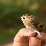Zmiany klimatu wpływają na ptaki. Wyniki badań polskich naukowców