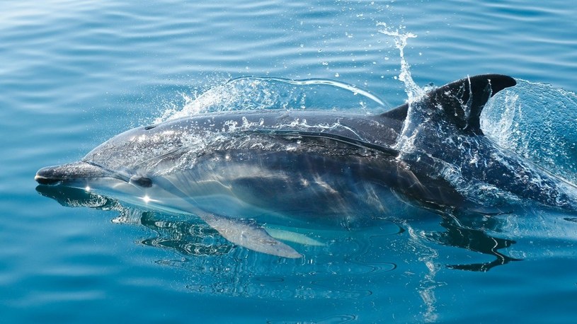 Zmiany klimatu wywołują tajemniczą chorobę skóry u delfinów. To dopiero początek /Geekweek