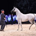 Zmiany w polskich stadninach koni arabski. To efekt klapy Pride of Poland