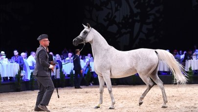 Zmiany w polskich stadninach koni arabski. To efekt klapy Pride of Poland