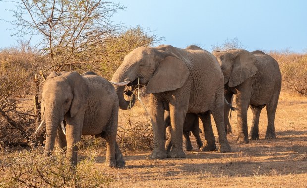 Zmiażdżyło ją stado słoni. Tragiczna śmierć turystki w parku narodowym