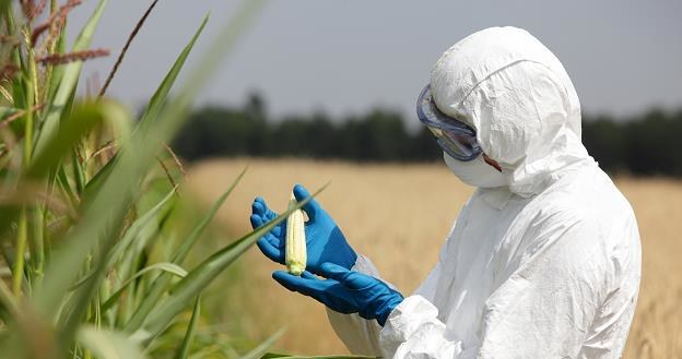 Zmieniły się zasady znakowania żywności "bez GMO" /&copy;123RF/PICSEL