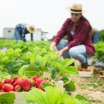 Zmieszaj i podlej sadzonki truskawek. Owoce będą duże i soczyste