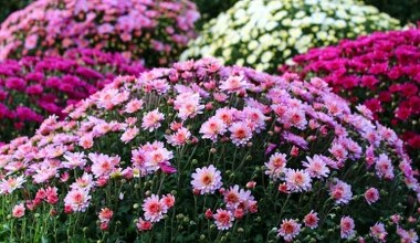 ​Zmieszaj i podlej tym chryzantemy. Ta odżywka to dla nich turbodoładowanie