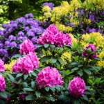 Zmieszaj z wodą i podlewaj rododendrony. Odżywka z fusów nie ma sobie równych