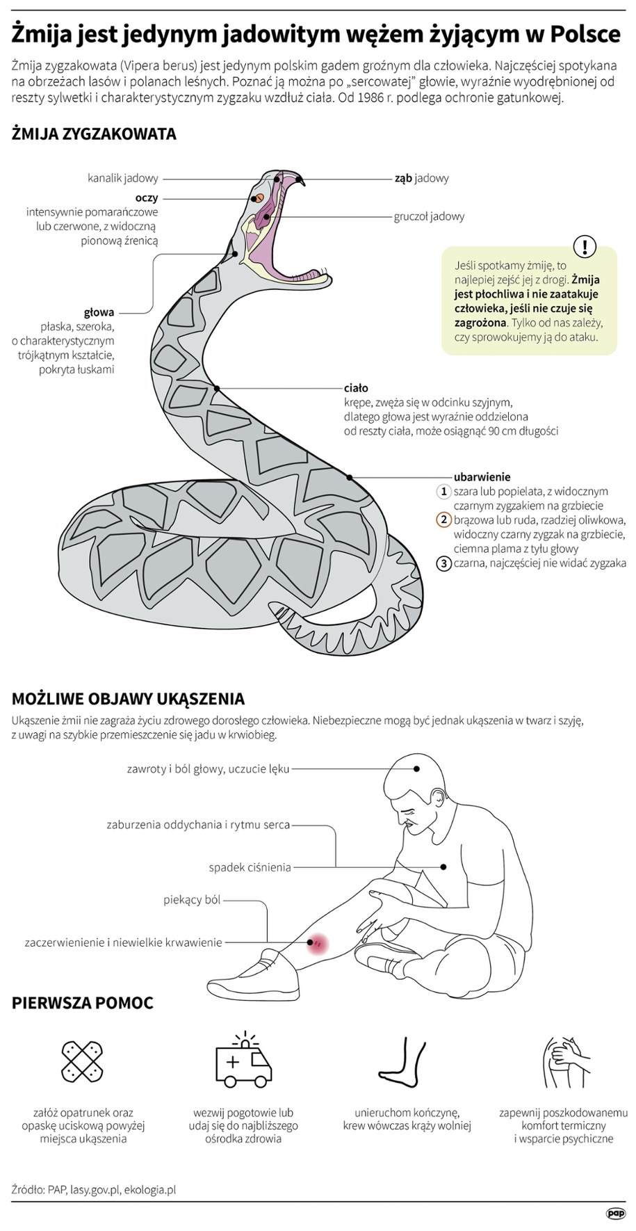 Żmija jest jedynym jadowitym wężem żyjącym w Polsce /Maria Samczuk /PAP