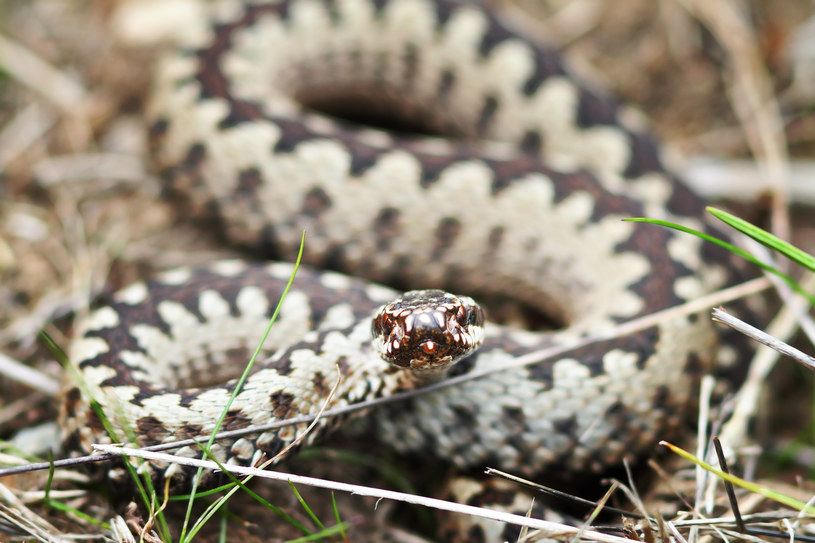 Żmija zygzakowata to jedyny jadowity wąż w Polsce. Lasy Państwowe donoszą, że pierwsze po zimie osobniki już są aktywne /Coroiu Octavian /123RF/PICSEL