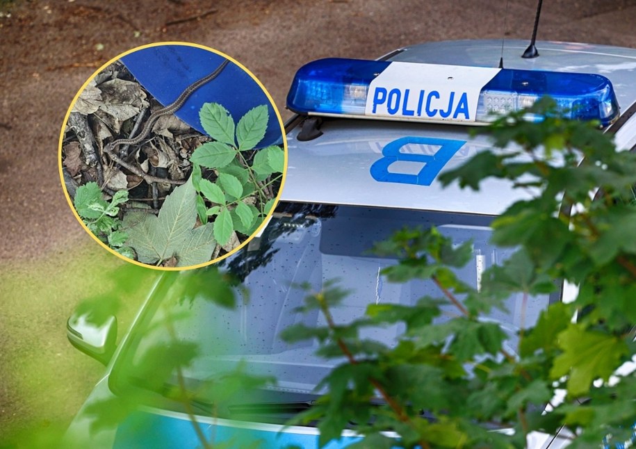 Żmija zygzakowata w miejscowości Boguszów-Gorce, fot. Policja Wałbrzych /Shutterstock