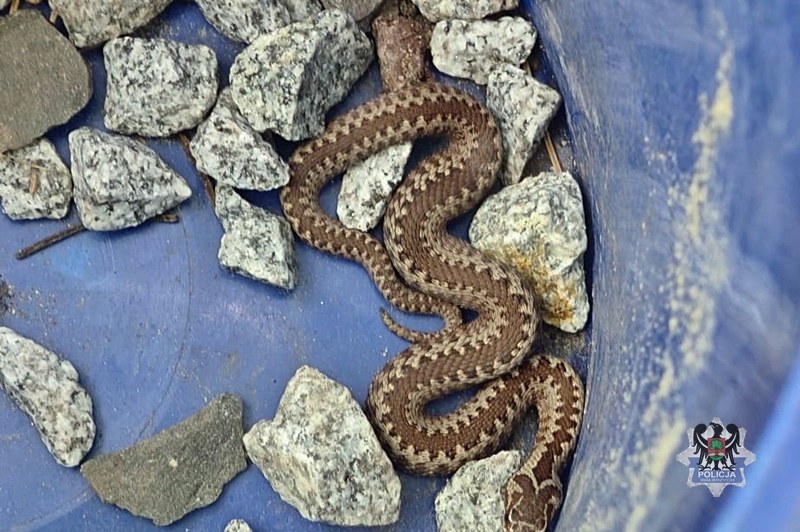 Żmija zygzakowata w miejscowości Boguszów-Gorce, fot. Policja Wałbrzych /