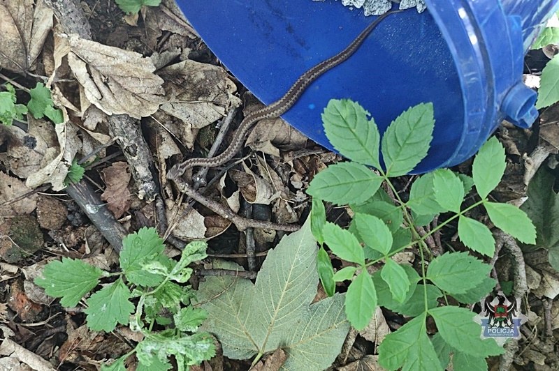 Żmija zygzakowata w miejscowości Boguszów-Gorce, fot. Policja Wałbrzych /
