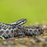 Żmije obudziły się i wychodzą z ukrycia. Jednego w ogrodzie nie znoszą
