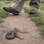 Żmije w Tatrach. Patrz pod nogi