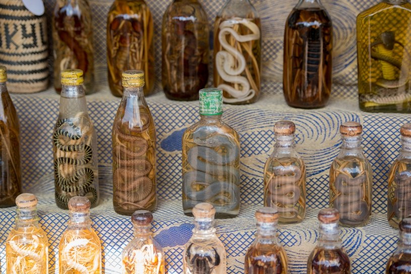 Żmijówka – nalewka alkoholowa, powstała przez macerowanie węża w mocnym alkoholu /123RF/PICSEL