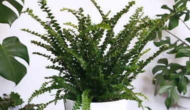 Змішайте з водою, дайте охолонути та полийте папороть. Вона буде така ж зелена та пишна, як влітку