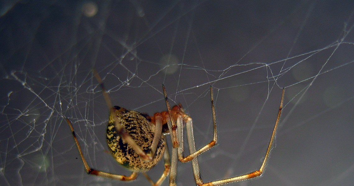 Zmodyfikowane genetycznie pająki domowe (łac. Parasteatoda tepidariorum) produkują czerwoną, fluorescencyjną nić /Mad Max  /CC BY-SA 3.0