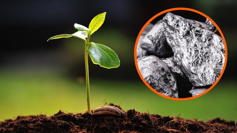 Zmodyfikowane genetycznie rośliny dzięki fitominingowi mogą pomóc w odzyskiwaniu cennych metali, np. niklu /123RF/PICSEL