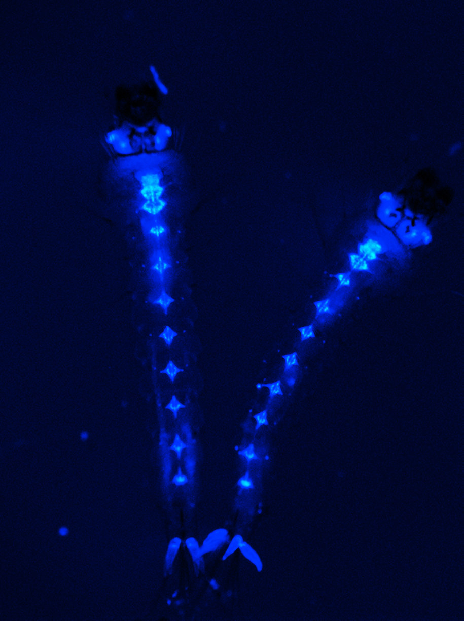 Zmodyfikowane larwy CFP Frep Larvae 1. /Dong Y, et al. (2018) /Materiały prasowe