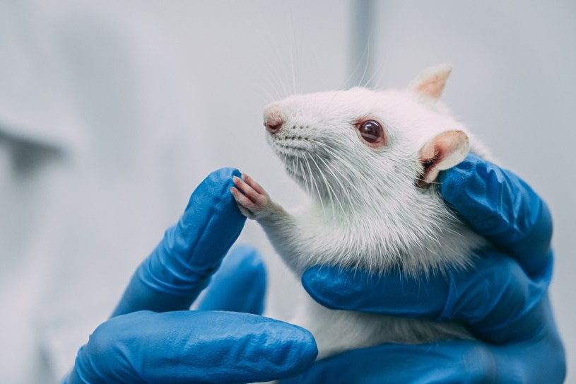 Zmodyfikowane myszy zdobyły bardziej "ludzki" zegar biologiczny /123RF/PICSEL