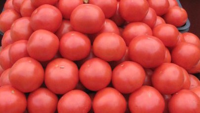 Zmodyfikowane pomidory obniżą poziom cholesterolu