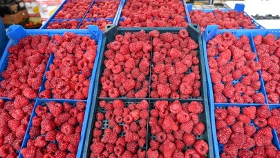 Zmowa cenowa na rynku malin? Telus: Powiadomiłem CBA