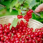 Zmowa cenowa na rynku owoców? UOKiK bada sprawę