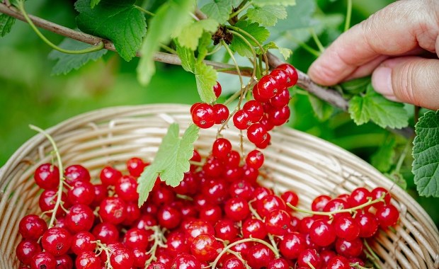 Zmowa cenowa na rynku owoców? UOKiK bada sprawę