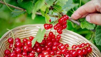 Zmowa cenowa na rynku owoców? UOKiK bada sprawę