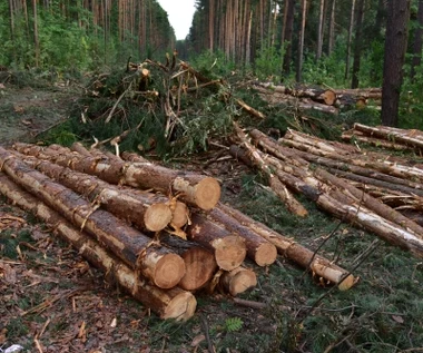 Zmowa przy wycince lasów? Resort klimatu zawiadamia prokuraturę