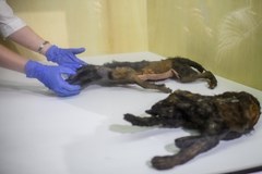 Zmumifikowane zwierzęta trafiły do muzeum w Wiedniu