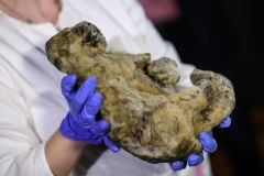 Zmumifikowane zwierzęta trafiły do muzeum w Wiedniu