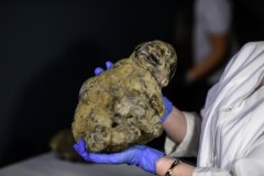 Zmumifikowane zwierzęta trafiły do muzeum w Wiedniu