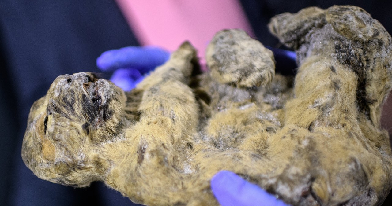 Zmumifikowane zwierzęta trafiły do muzeum w Wiedniu