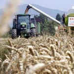 Znaczny spadek cen zbóż