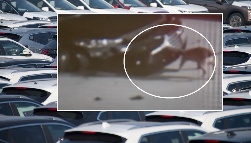 Znajdujące się na placu samochody zaatakowały psy. / WOJCIECH STROZYK/REPORTER/ East News/ ABC13Houston/ You Tube/ zrzut ekranu /