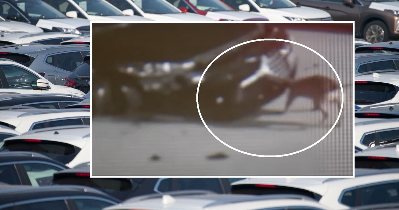 Znajdujące się na placu samochody zaatakowały psy. / WOJCIECH STROZYK/REPORTER/ East News/ ABC13Houston/ You Tube/ zrzut ekranu /