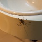 Znajdujesz pająki w mieszkaniu? Sprawdź, co je przyciąga