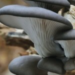 Znajdziesz go w lesie zimą. Zwróć uwagę na jeden szczegół