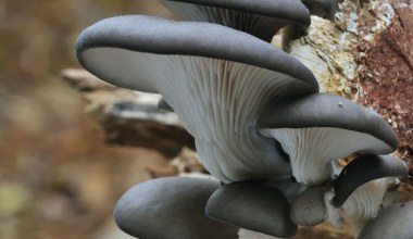 Znajdziesz go w lesie zimą. Zwróć uwagę na jeden szczegół