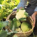 kapusta Znajdziesz je w warzywach. Glukozynolany mogą wspierać zdrowie, ale nie każdy może jeść codziennie