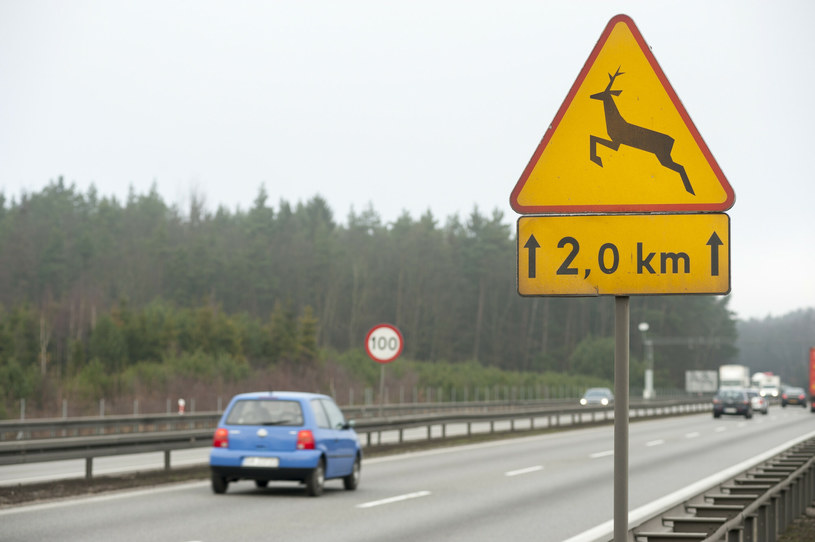 Znak A-18b to jednoznaczny sygnał dla kierowcy, że na drogę w każdej chwili może mu wybiec dzikie zwierzę /Wojciech Strozyk/ /Reporter