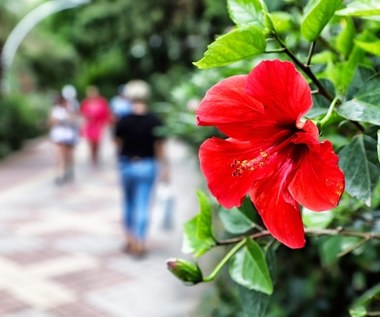 Znak ostrzegawczy hibiskusa bagiennego. Pomiń tę czynność, a cały trud uprawy pójdzie na marne