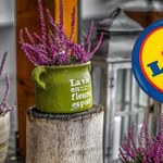 Znak, że jesień jest coraz bliżej! Lidl przecenia sezonowy klasyk