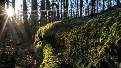 Znalazł skarb w lesie. Worek monet przyniósł do urzędu w Wałbrzychu