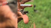 Znalazł w trawie małego kolibra. Finał?