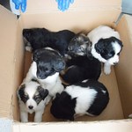 Znalazła 6 szczeniaków w zalepionym pudle. Czy polska ustawa chroni zwierzęta?