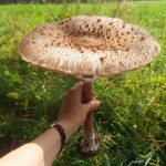 Znalazła grzyb wielkości parasolki. Wypatrzyła go z okna samochodu