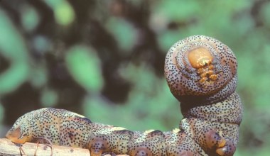 Znalazły sposób, jak uniknąć napastników. Gąsienice robią to, co węże