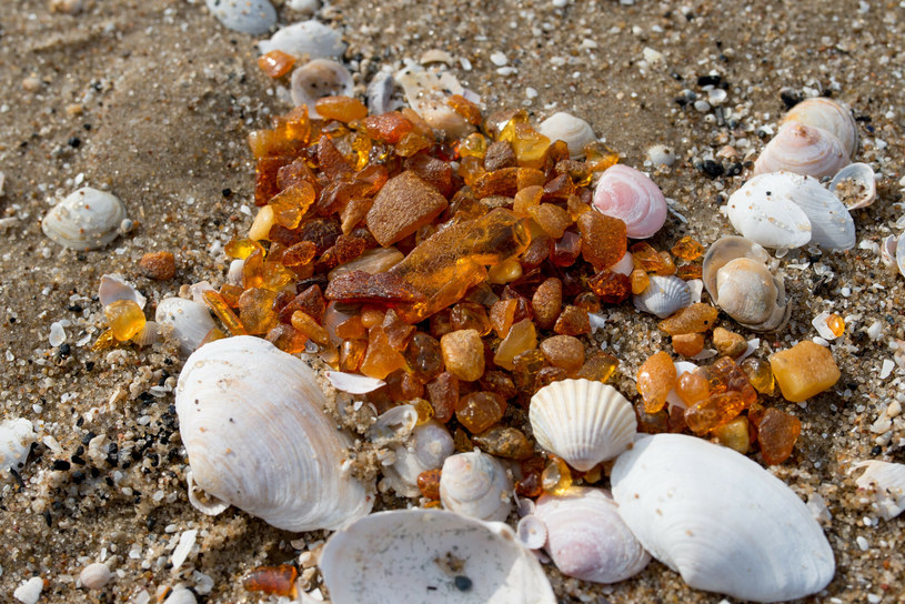 Znalezione na plaży bryłki bursztynu mogą być nie tylko fajną pamiątką z wakacji spędzanych nad morzem /Piotr Kamionka/REPORTER /Reporter